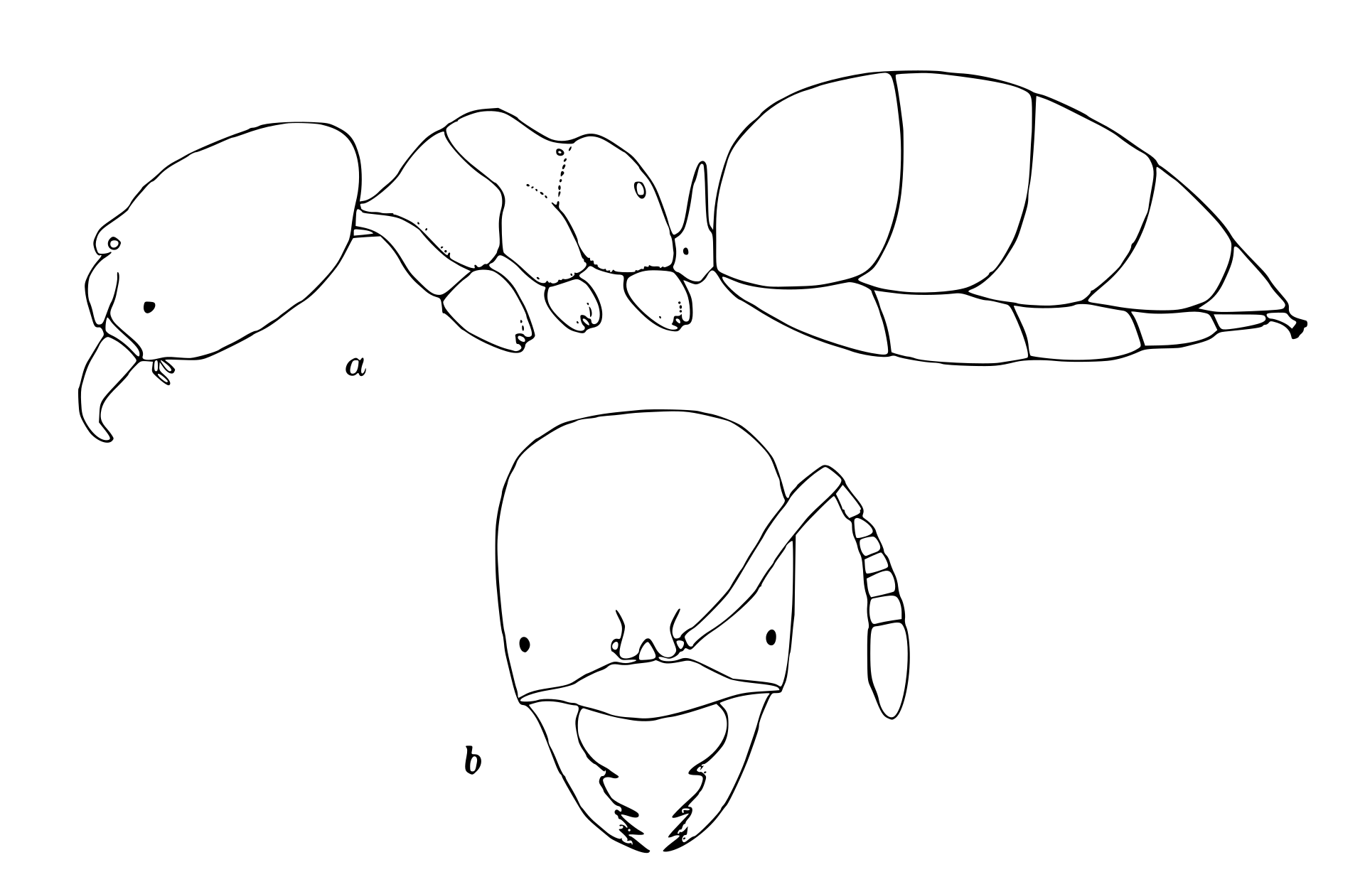acropyga-qarisqasi