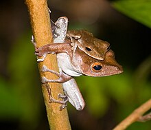polypedates-colletti-qurbagasi