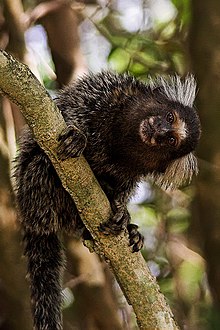 marmosetler-meymunlari