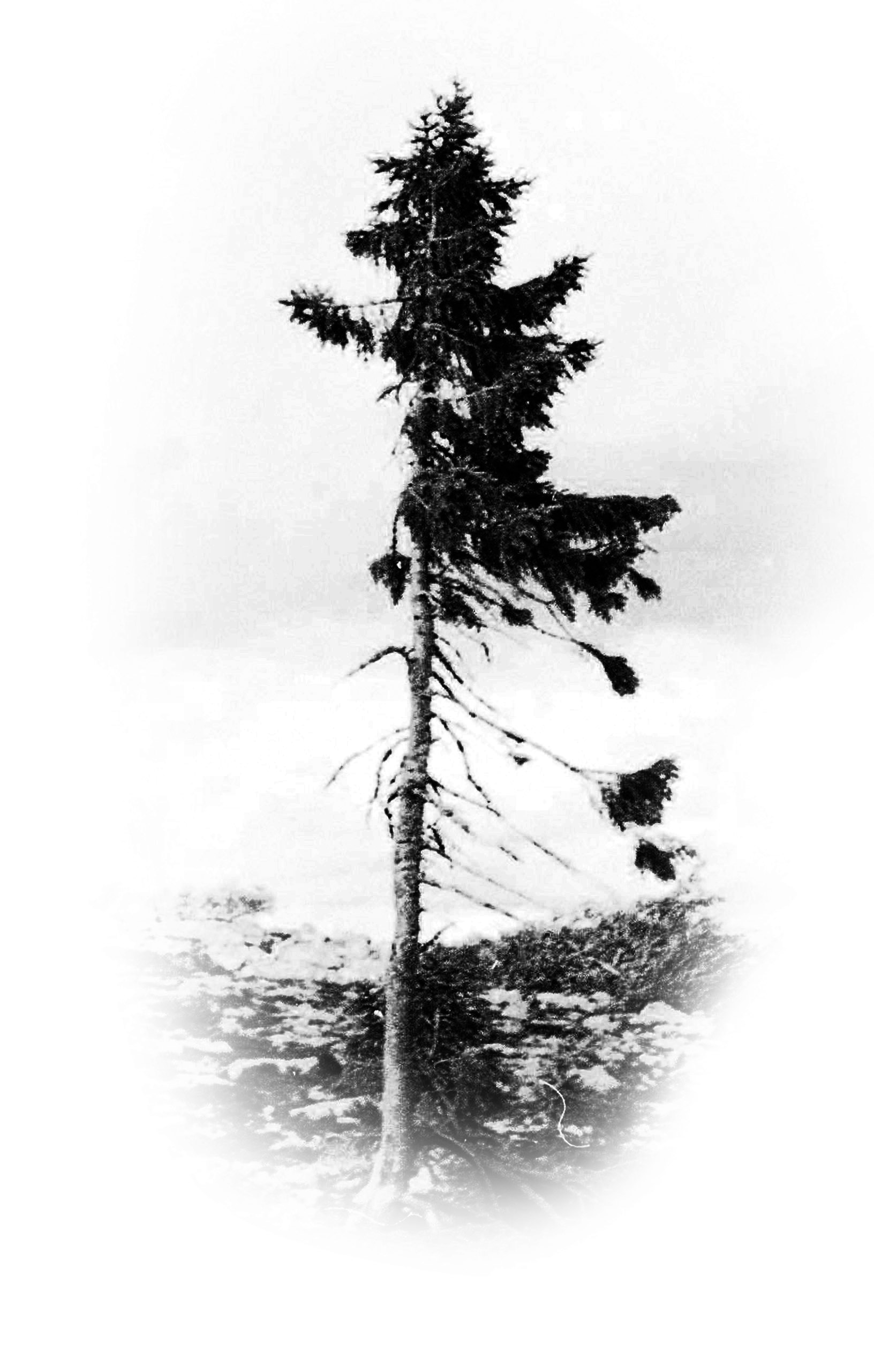 old-tjikko