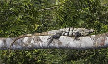 ctenosaura-similis-kertenkele-novu