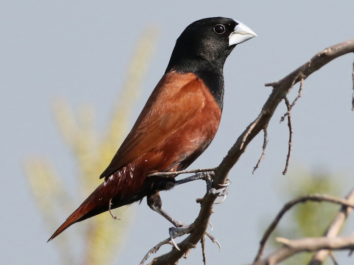 sabalidi-munia