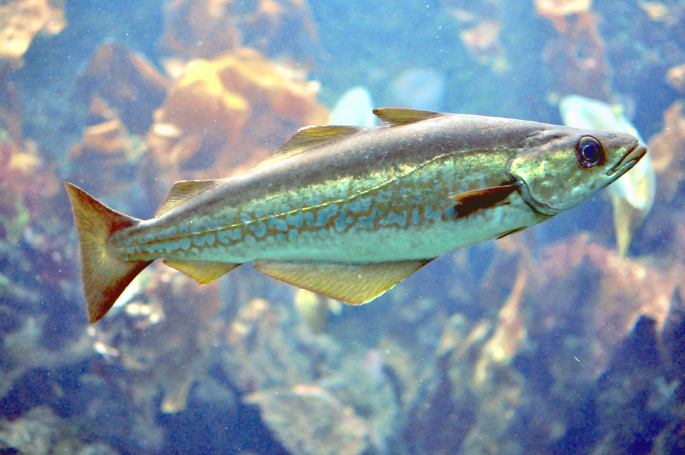 pollock-baligi