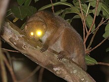 serqi-afrika-potto