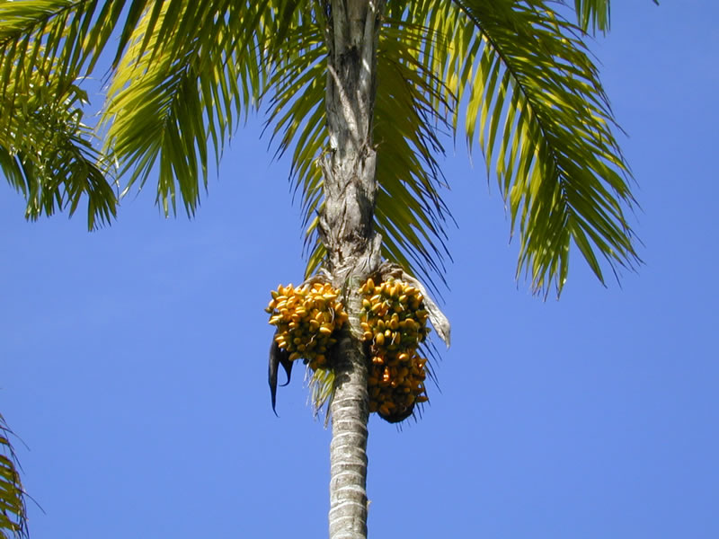 bactris-gasipaes-palmasi