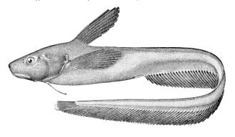 jellynose-fish