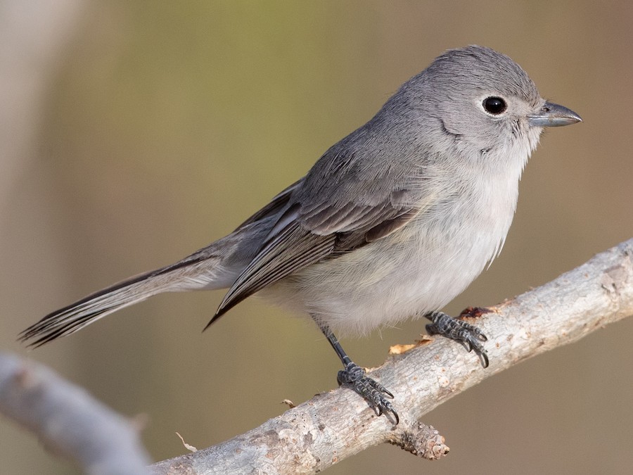 boz-vireo