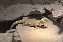 geyr-uromastiksi-kertenkelesi