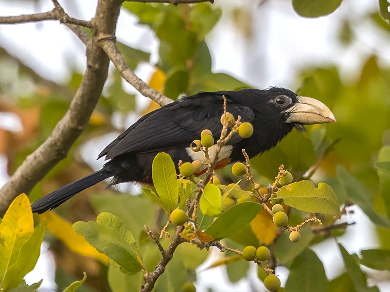 qarados-barbet