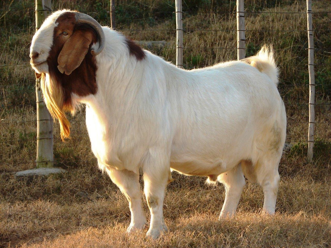 boer-kecisi