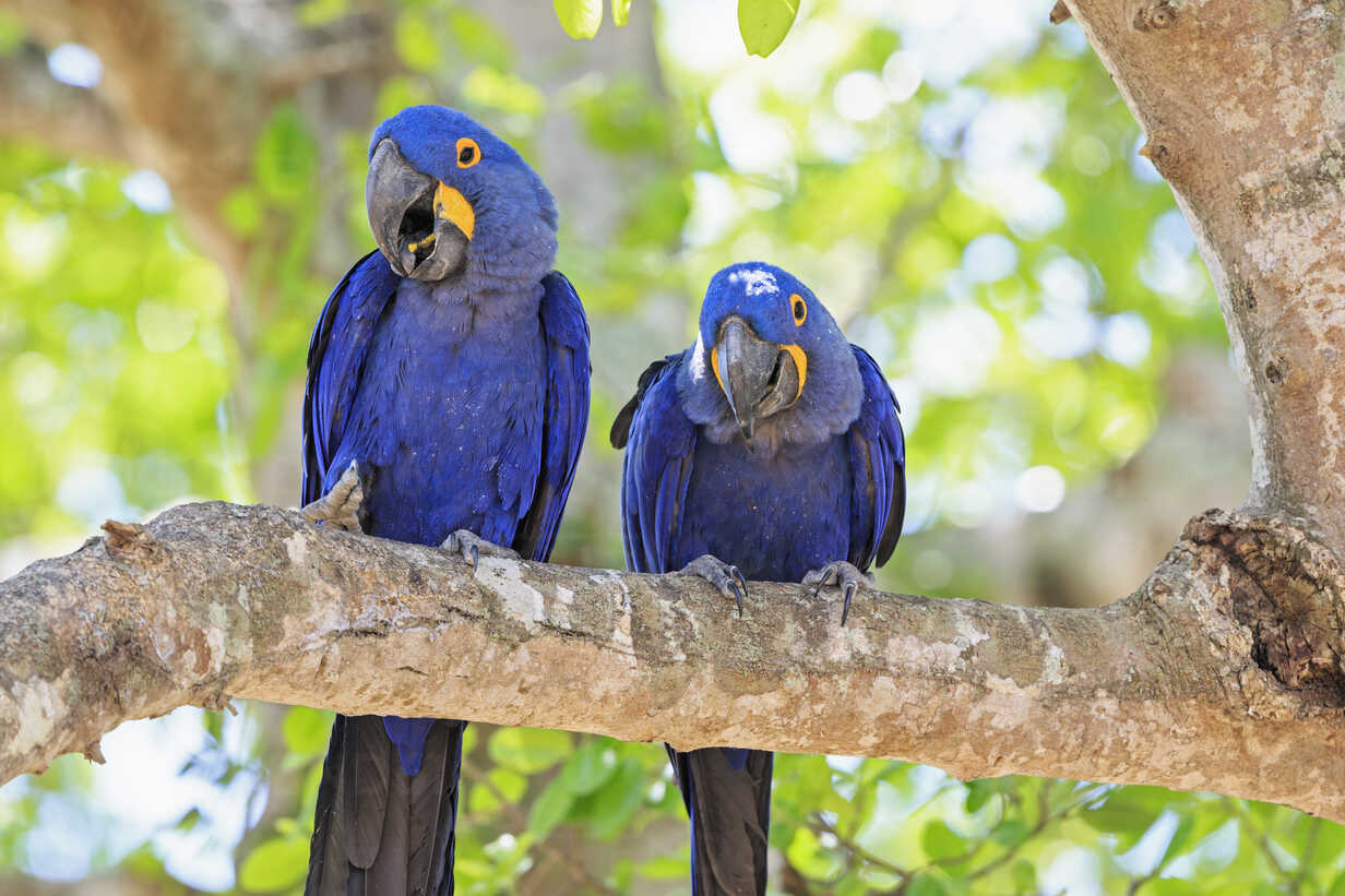 sunbul-makav-anodorhynchus-hyacinthinus