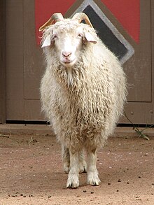 angora-goat-keci-novu