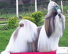 shih-tzu-it-cinsi
