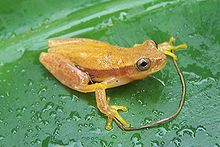 dendropsophus-robertmertensi-qurbagasi