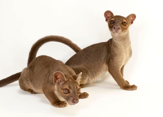 fossa