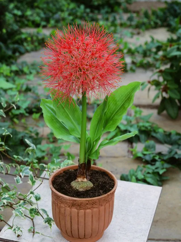scadoxus