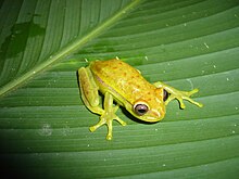 noqteli-agac-qurbagasi-boana-punctata