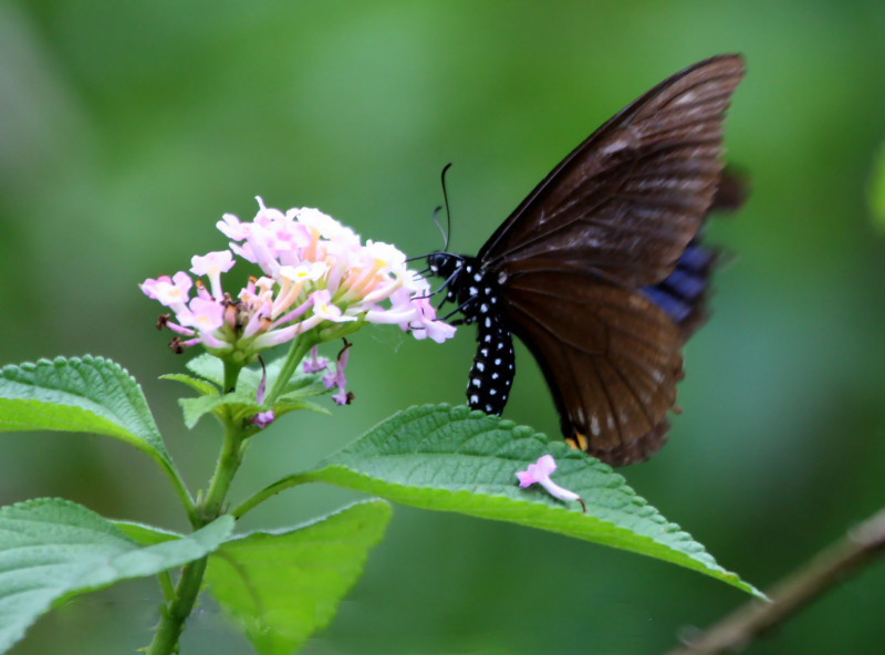 papilio-slateri-kepeneyi