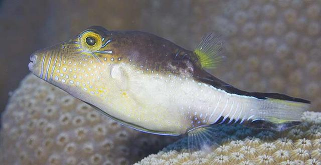 canthigaster-rostrata-baligi