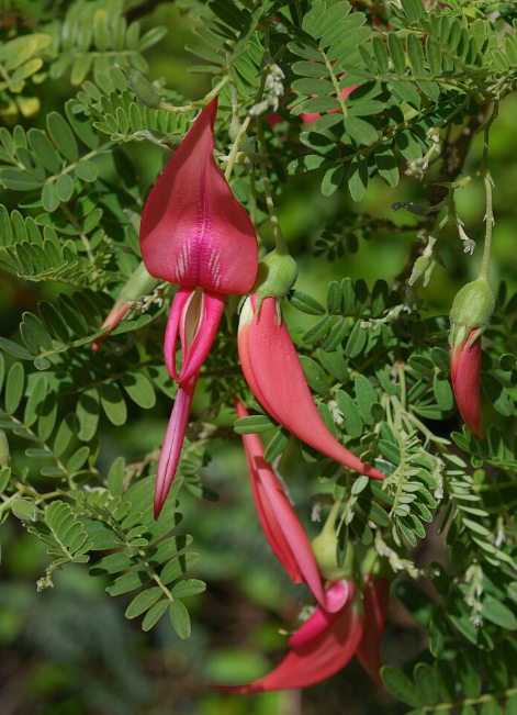 kaka-dimdiyi-clianthus-puniceus