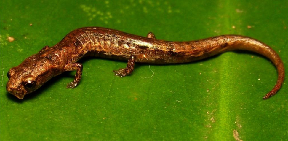 parvimolge-salamandri