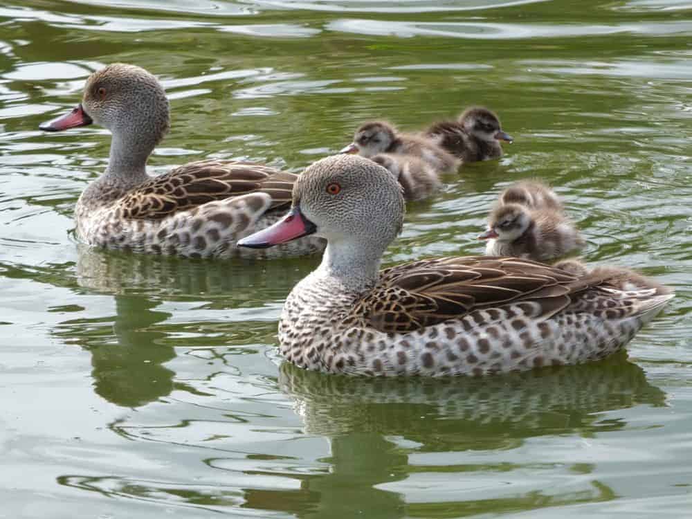 cape-teal-ordeyi