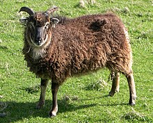 soay-qoyunu