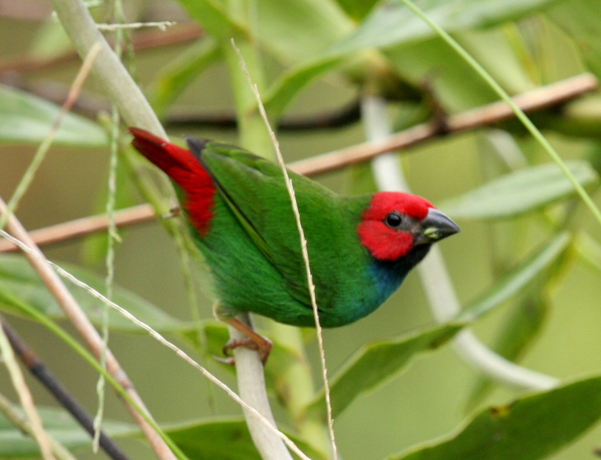 fici-tutuqususu
