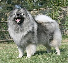 keeshond-it-cinsi