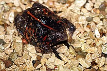 meksika-qazma-qurbagasi