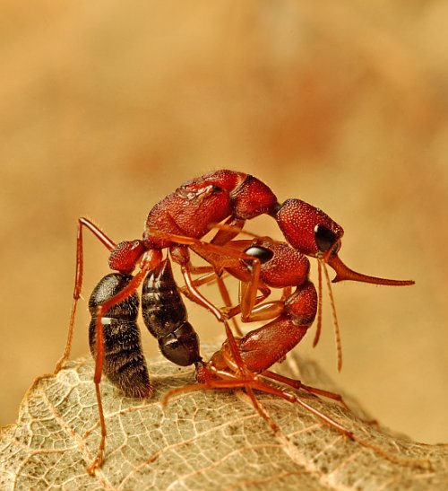 harpegnathos-qarisqasi