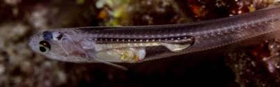 pearlfish