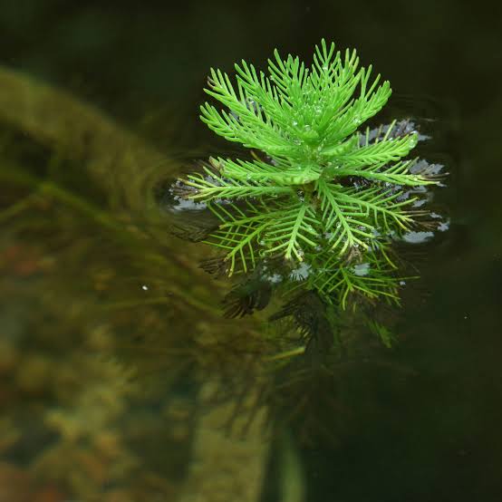 myriophyllum-aquaticum