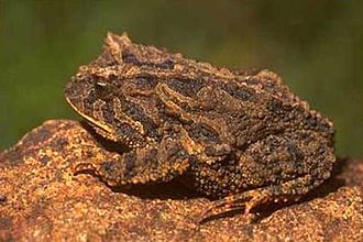 proceratophrys-brauni-qurbagasi