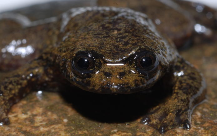 barbourula-kalimantanensis-qurbaga-novu