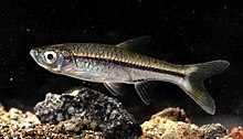 rasbora-baligi