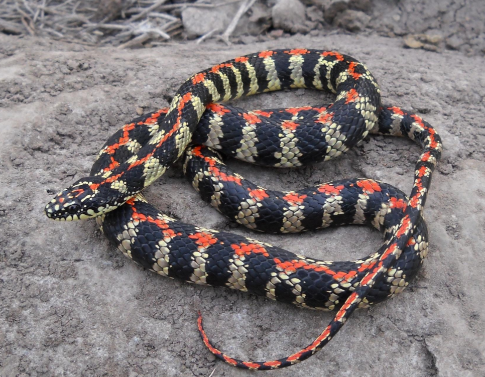 lygophis-elegantissimus-ilan-novu