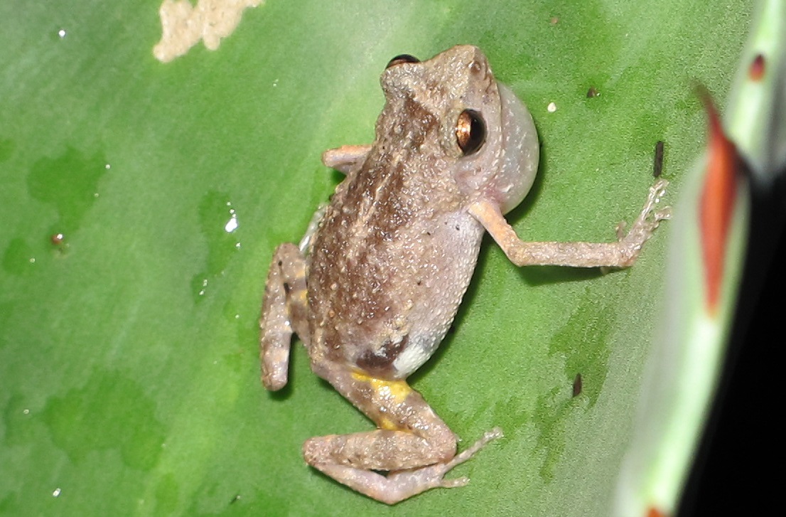 eleutherodactylus-dilatus-qurbagasi