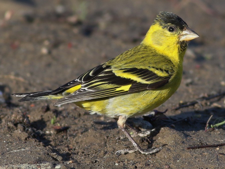 qara-ceneli-siskin