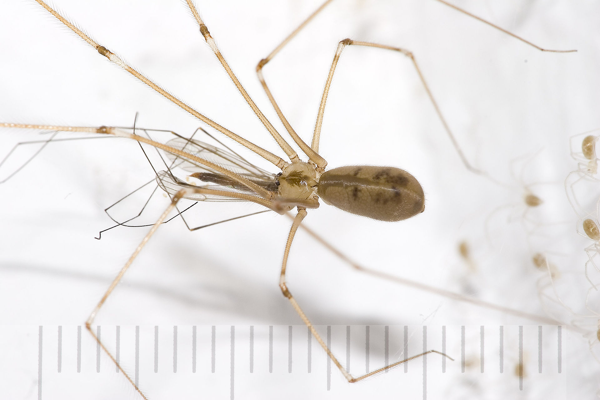 pholcus-phalangioides-horumceyi