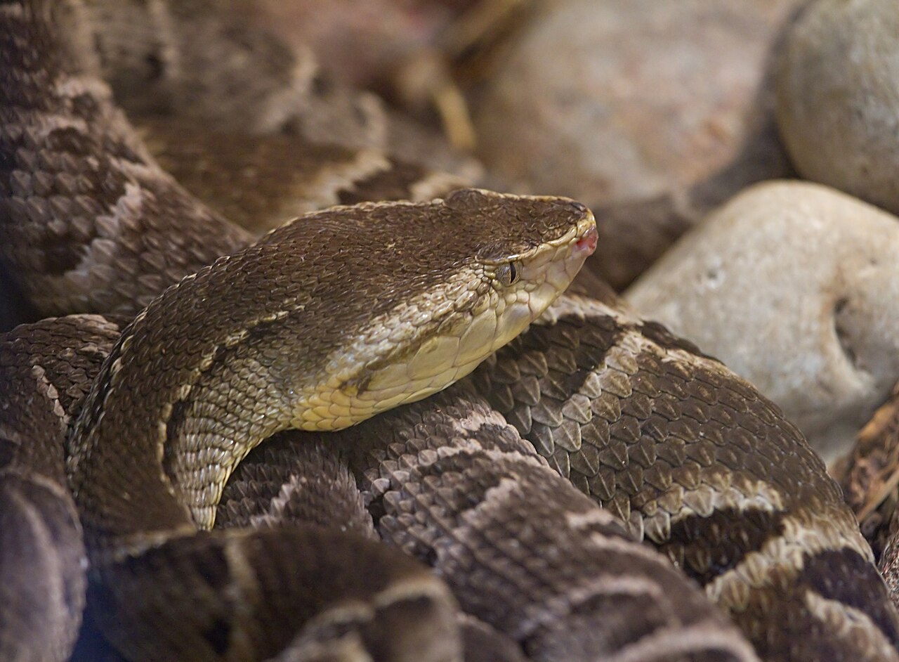 bothrops-moojeni-ilani