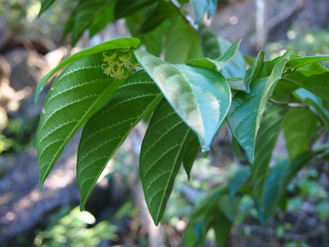 alangium-polyosmoides