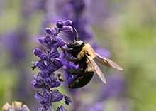 eastern-carpenter-bee-ari-novu