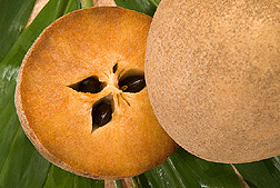 manilkara-zapota