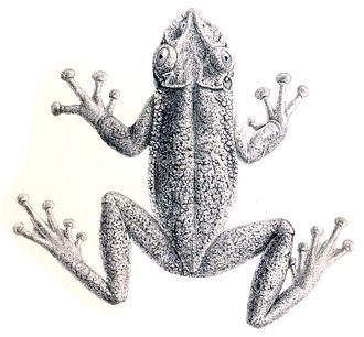 corythomantis-greening-qurbagasi