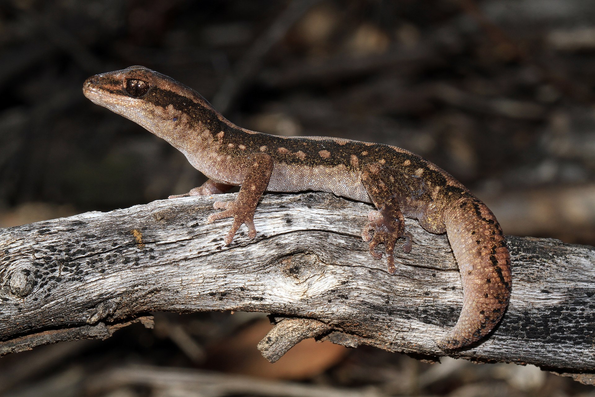 diplodactylidae-kertenkelesi