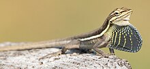 anolis-auratus-kertenkelesi