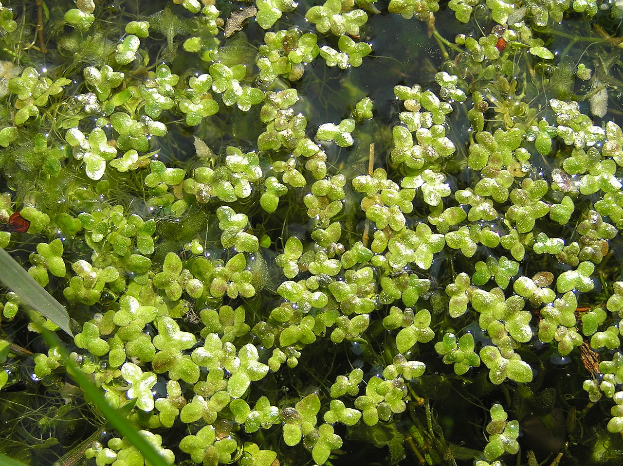 lemna-turionifera