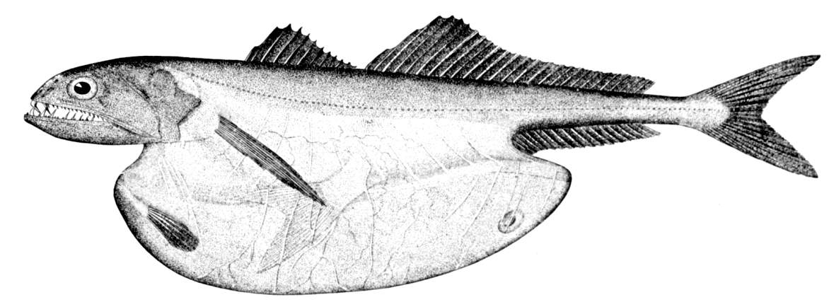 chiasmodontidae