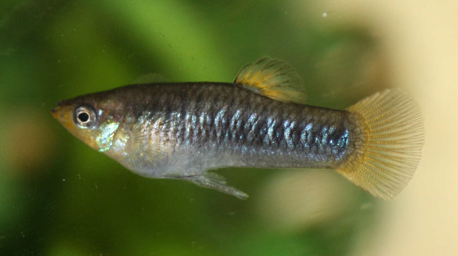 limia-baligi